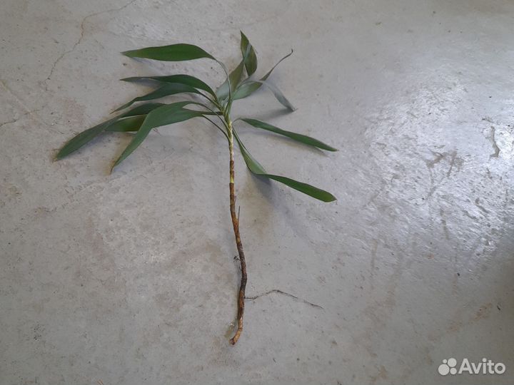 Комнатные цветы пальма