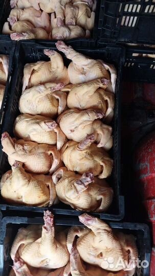 Мясо домашней курицы