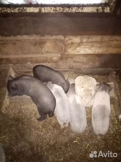 Вьетнамские поросята