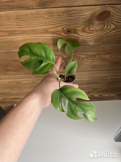 Рафидора тетрасперма