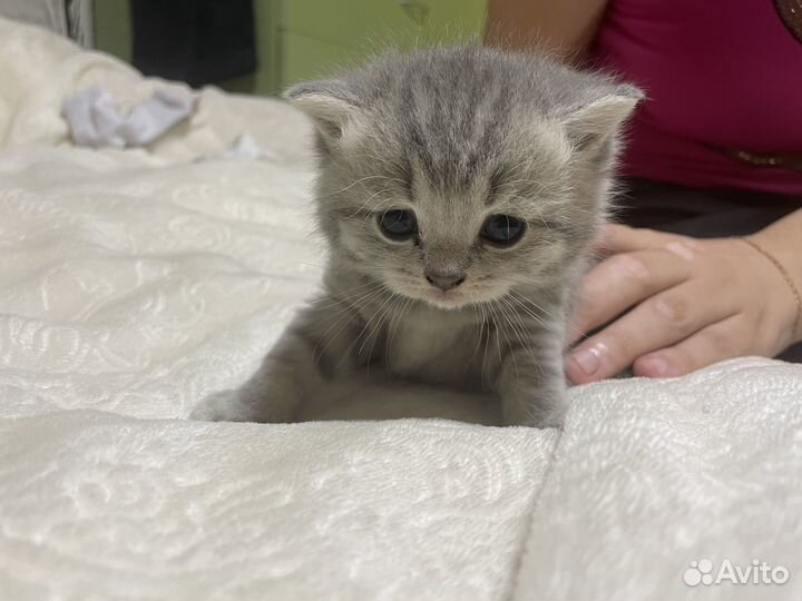 Вислоухие котята бесплатно