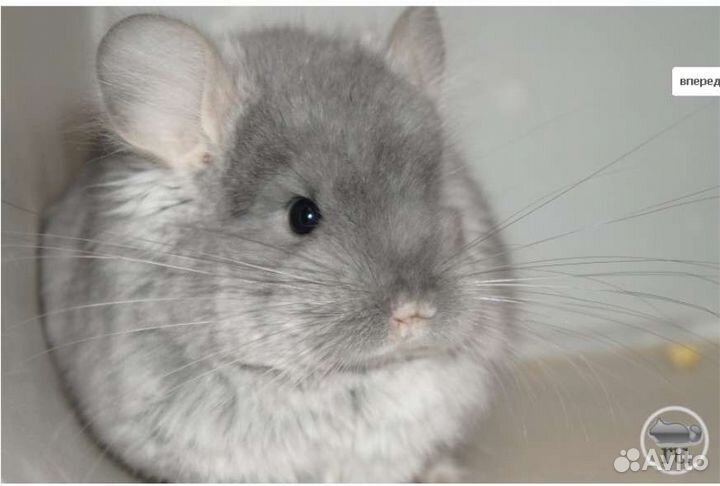Шиншилла мальчик ангора
