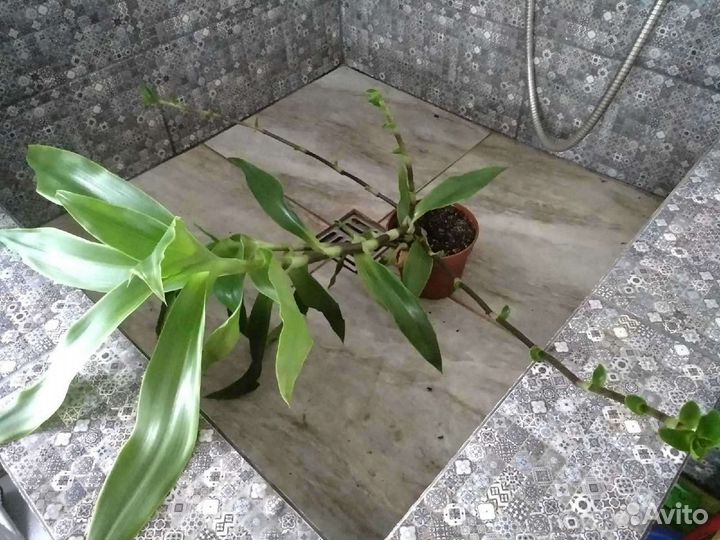 Золотой ус - каллизия душистая