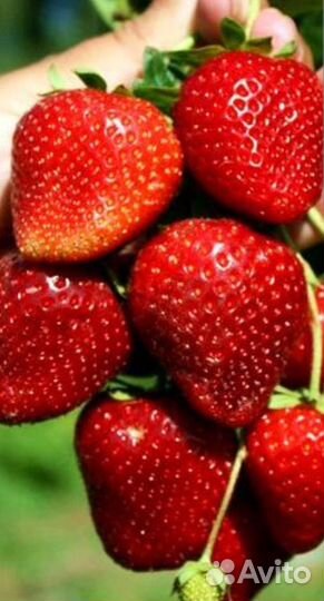 Земляника и другие ягодные