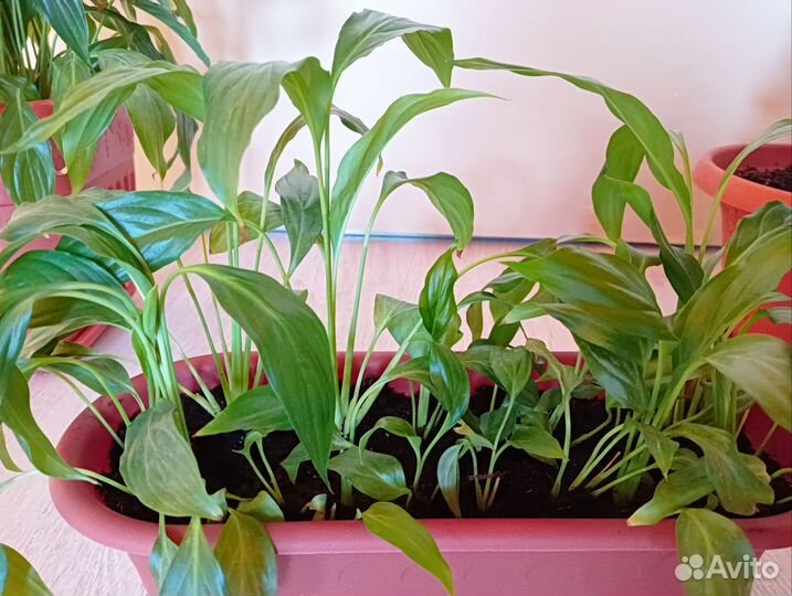 Спатифиллум