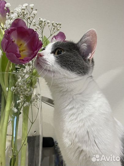 Кошка в дар бесплатно