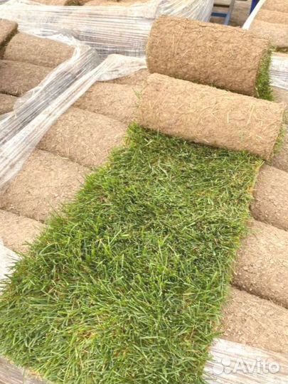 Рулонный газон