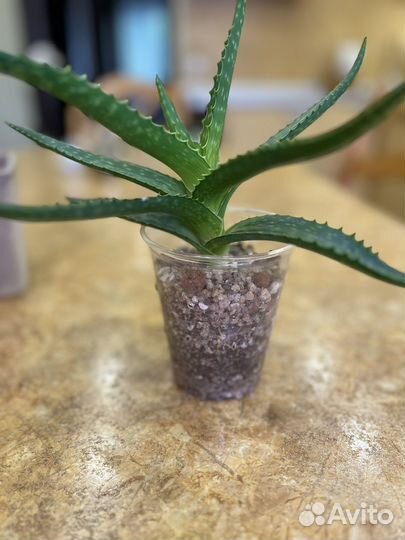 Алоэ вера растение