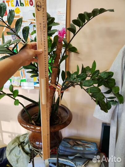 Замиокулькас