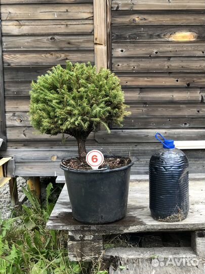 Ели для сада