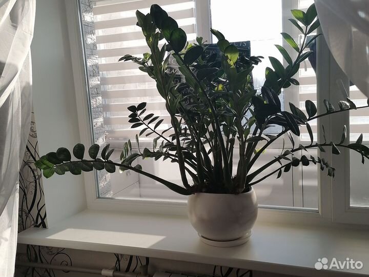 Замиакулькас