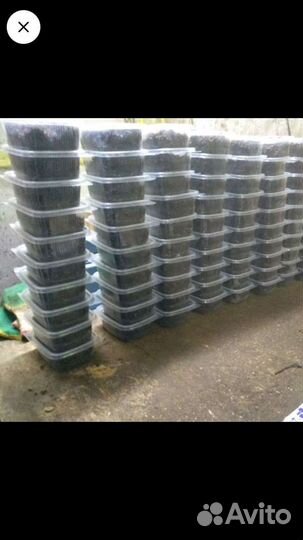 Черви для рыбалки