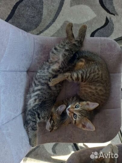 Котята в добрые руки бесплатно коты