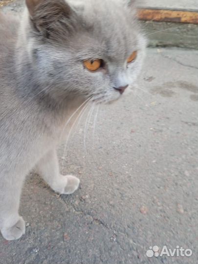 Молодая британка ищет дом