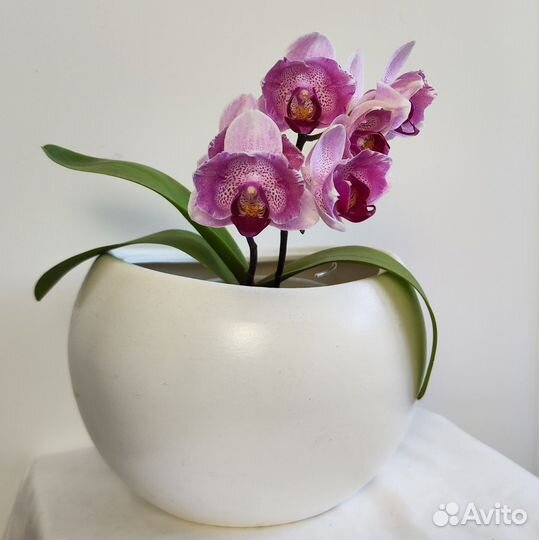 Орхидея фаленопсис бабочка Scarlet in snow