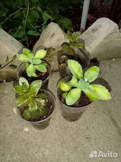 Очиток седум