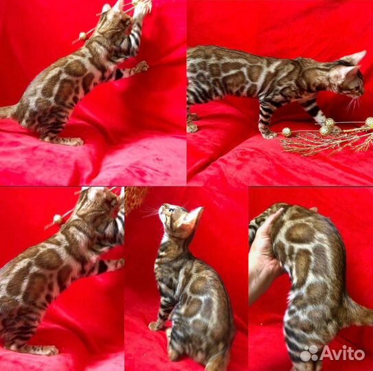 Бенгальские котята