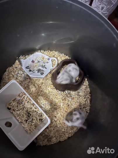 Хомяки бенгальские