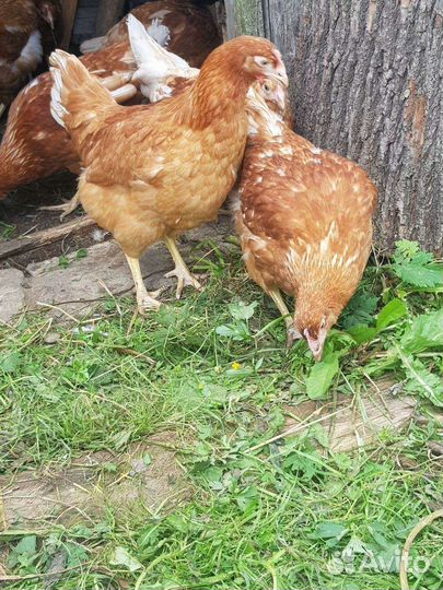 Куры молодки несушки