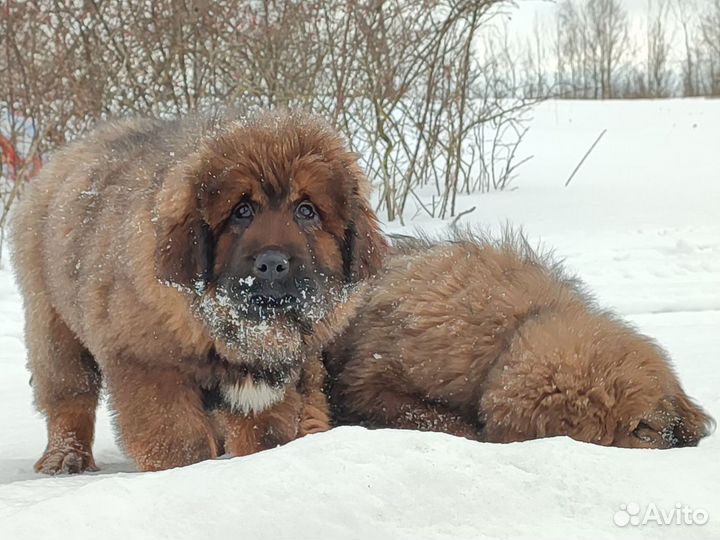 Тибетский мастиф щенки Девочки