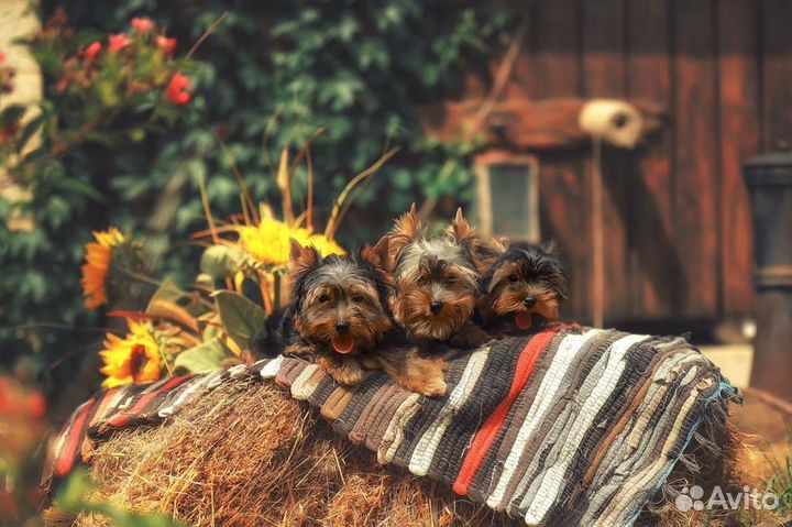 Йоркширский терьер щенки