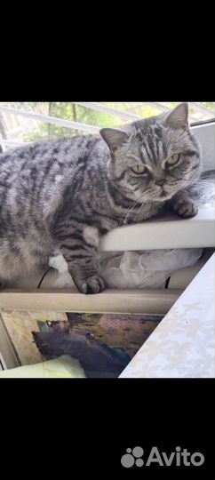 Британская кошка в дар