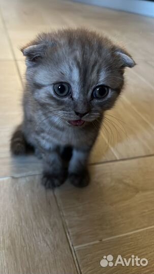 Шотландская вислоухая кошка бесплатно