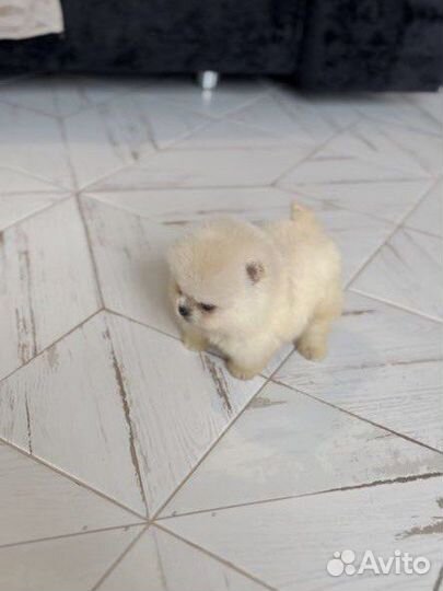 Шпиц мальчики микро/мини