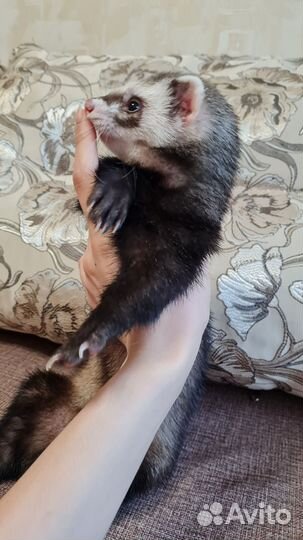 Продам хорька в связи с аллергией