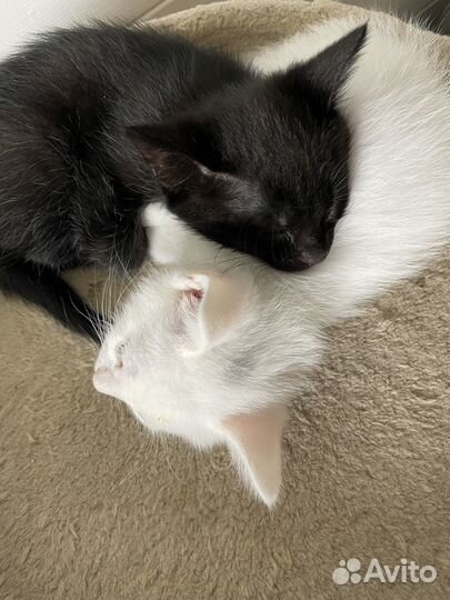 Котята белые и черные