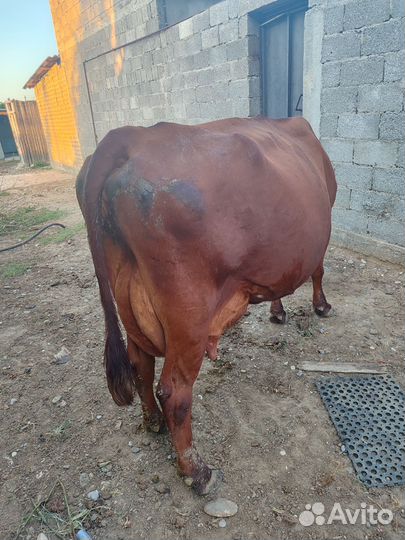 Корова дойная молочная