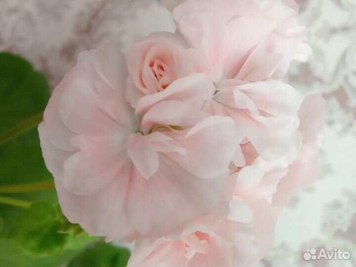 Герань пеларгония белая,розебутная красная