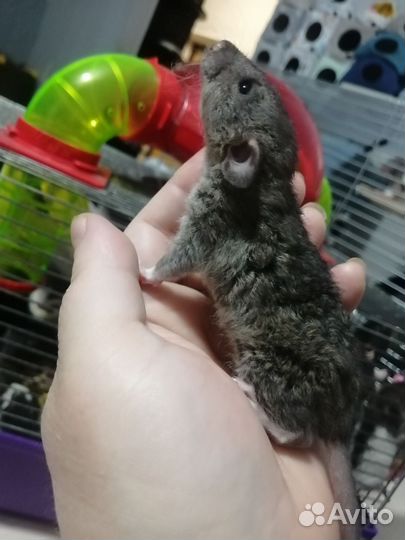 Крыса крысята дамбо рекс