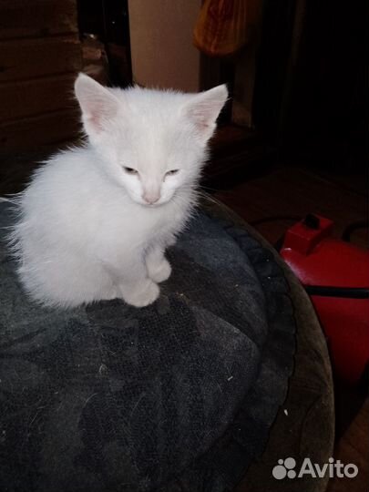 Кошки и котята