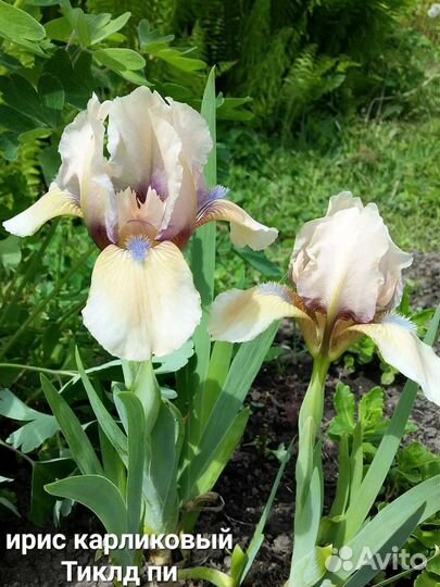 Многолетники садовые