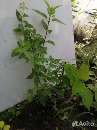 Гортензия метельчатая