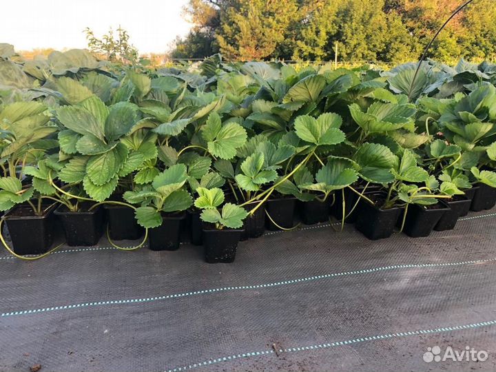 Рассада клубники (Земляники садовой)