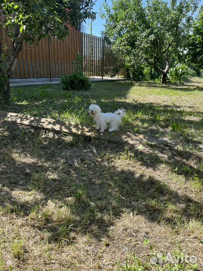 Мальтезе,мальтийская болонка