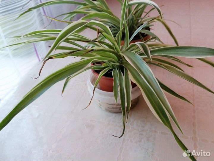 Хлорофитум Океан