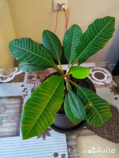 Комнатные цветы на выбор