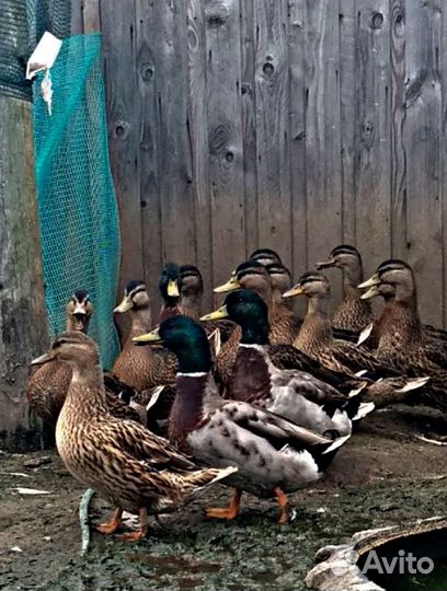 Утки подсадные для охоты