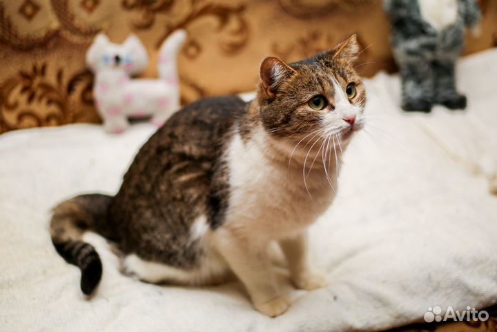 Отдам котика