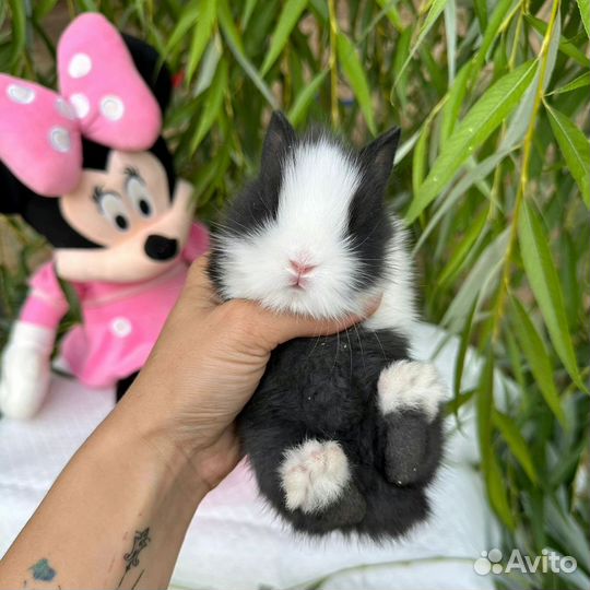 Цветной карлик. Мини крольчонок