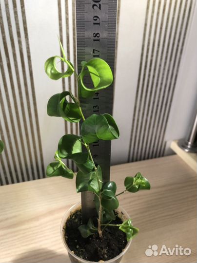 Фикус Бенджамина Барок (Барокко)