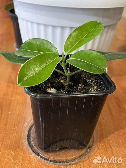 Мадагаскарский жасмин комнатное растение