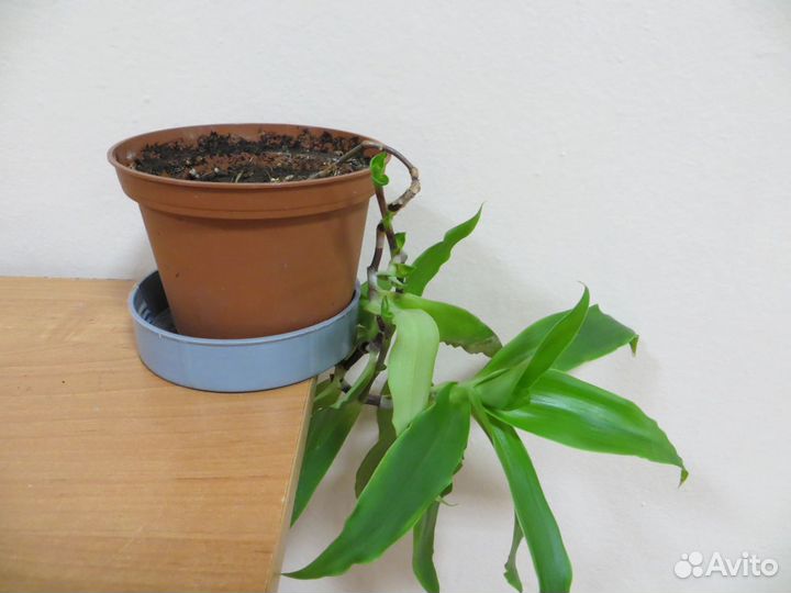 Излишки золотой ус