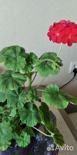 Пеларгония герань