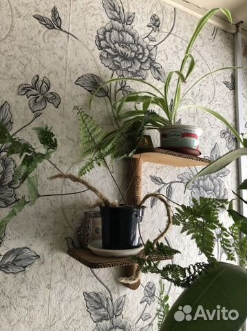 Хлорофитум, есть оранжевый