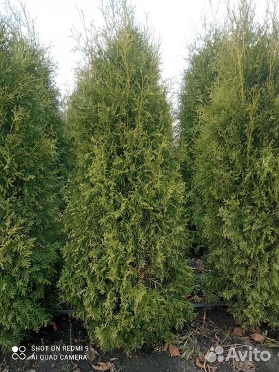 Туя пирамидальная