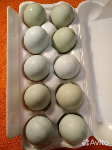 Яйца на инкубацию